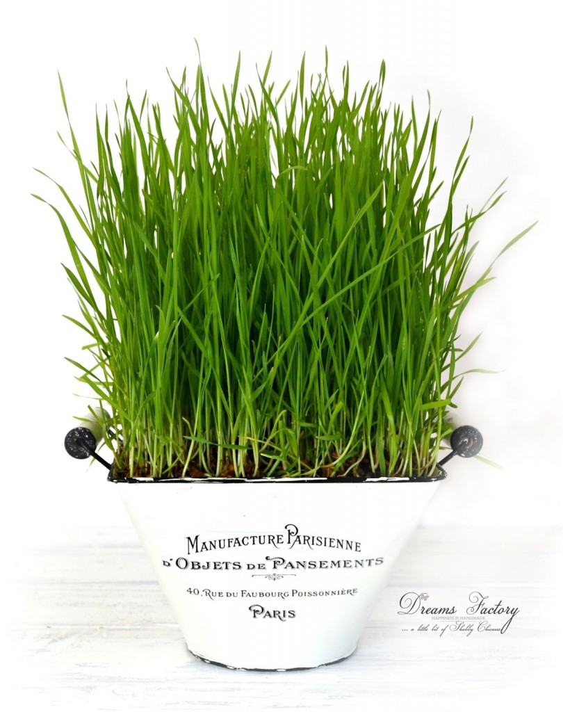 Grow wheatgrass by following this waterproof method in only a few days and use it for juicing and decorating - Dreams Factory